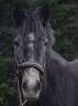 Mare Connemara For sale 2023 Grey