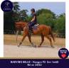 Gelding Thoroughbred For sale 2023 Chesnut