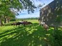 Livery yard  Loire-Atlantique