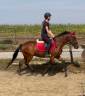 Gelding No Origin Recorded For sale 2019 Bay