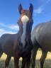 Colt French Saddle Pony For sale 2026 Chesnut