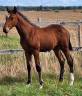 Mare Zangersheide For sale 2026 Bay