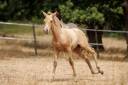 Colt PRE Pure Spanish Bred For sale 2026 Pearl
