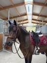 Gelding Origin Recorded For sale 2014 Dark Bay