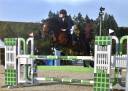 Gelding French Saddle Pony For sale 2017 Bay