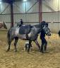 Gelding Connemara For sale 2022 Grey
