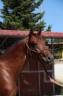 Stallion Cheval de Selle Italien For sale 2023 Bay