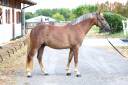 Gelding French Saddle Pony For sale 2021 Silver dapple