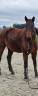 Gelding BWP Belgian Warmblood Free 2008 Bay