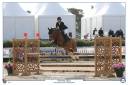 Gelding French Saddle Pony For sale 2019 Chesnut