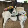 Mare No Origin Recorded Part-Livery 2005 Grey