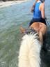 Mare Shetland Pony For sale 2015 Coloured