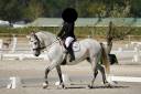 Mare Connemara For sale 2016 Buckskin