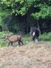 Mare Shetland Pony For sale 2022 Coloured
