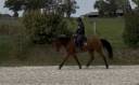 Gelding Selle Fran&ccedil;ais For sale 2020 Bay
