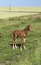 Entire Origin Recorded For sale 2025 Liver chestnut