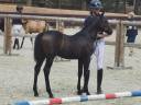 Colt French Saddle Pony For sale 2026 Dark Bay