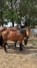 Gelding New Forest For sale 2023 Bay