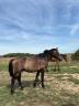 Entire New Forest For sale 2024 Bay