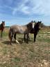 Gelding New Forest For sale 2024 Chesnut
