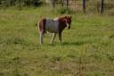 Stallion Other Pony Breed For sale 2026 Other color