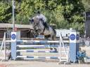 Gelding Selle Fran&ccedil;ais For sale 2019 Grey