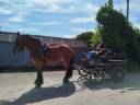 Mare Auxois Heavy Draft For sale 2022 Bay