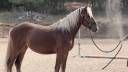 Mare Origin Recorded For sale 2024 Silver dapple