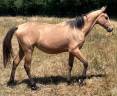 Filly Selle Fran&ccedil;ais For sale 2025 Buckskin