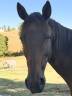 Mare AQPS For sale 2016 Bay