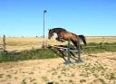 Gelding Zangersheide For sale 2018 Bay