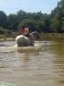 Mare No Origin Recorded For sale 2008 Coloured