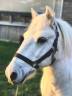 Gelding No Origin Recorded For sale 2000 Coloured