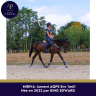 Mare AQPS For sale 2022 Bay