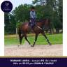 Mare Thoroughbred For sale 2022 Bay
