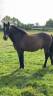 Gelding French Saddle Pony For sale 2013 Dark Bay