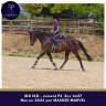 Mare Thoroughbred For sale 2023 Dark Bay