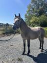 Entire Connemara For sale 2025 Grey