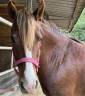 Broodmare No Origin Recorded For sale 2016 Chesnut