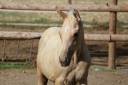 Colt Zangersheide For sale 2026 Palomino