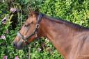 Mare Selle Fran&ccedil;ais For sale 2016 Bay