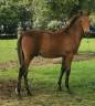 Gelding PRE Pure Spanish Bred For sale 2023 Bay