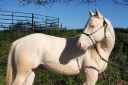 Colt Quarter For sale 2024 Cream