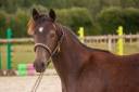 Gelding New Forest For sale 2025 Buckskin