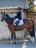 Mare BWP Belgian Warmblood For sale 2016 Bay
