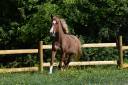Mare French Saddle Pony For sale 2015 Chesnut