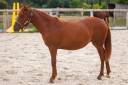 Mare New Forest For sale 2025 Chesnut
