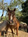 Mare Other Pony Breed For sale 2015 Chesnut