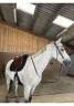 Mare Connemara Part-Livery 2013 Grey