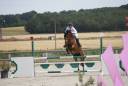 Gelding French Saddle Pony For sale 2019 Bay